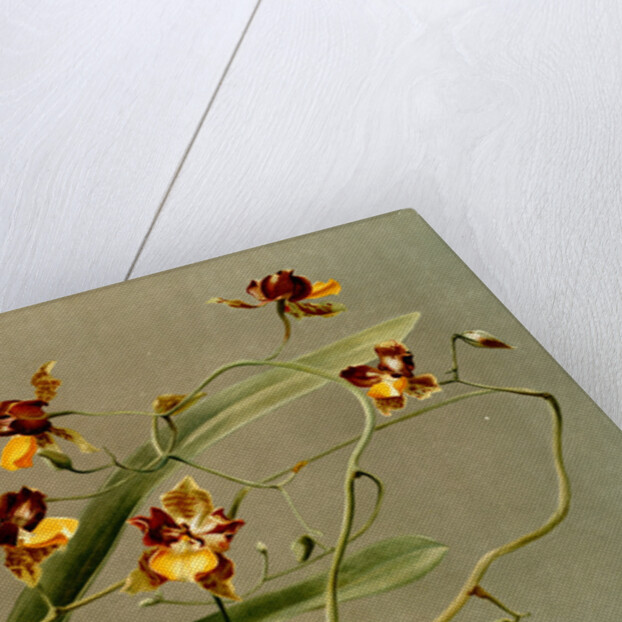 Oncidium loxense by F. Sander