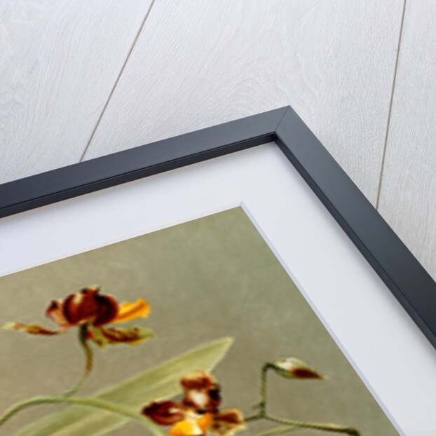 Oncidium loxense by F. Sander