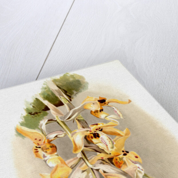 Stanhopea shuttleworthii by F. Sander