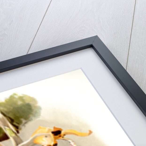 Stanhopea shuttleworthii by F. Sander