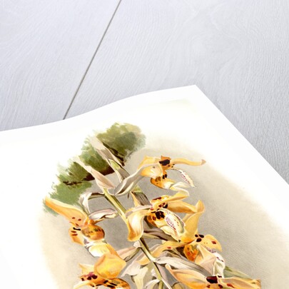 Stanhopea shuttleworthii by F. Sander