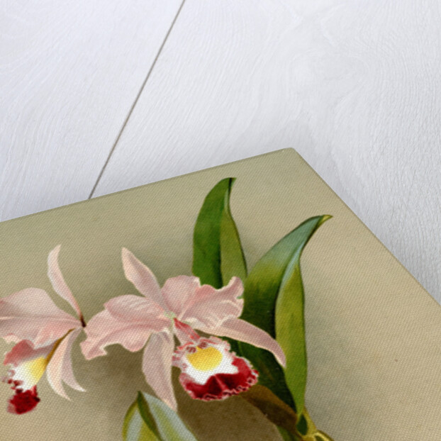 Cattleya ballantiniana by F. Sander