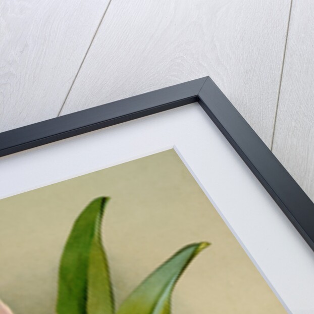 Cattleya ballantiniana by F. Sander