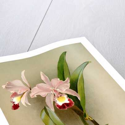 Cattleya ballantiniana by F. Sander