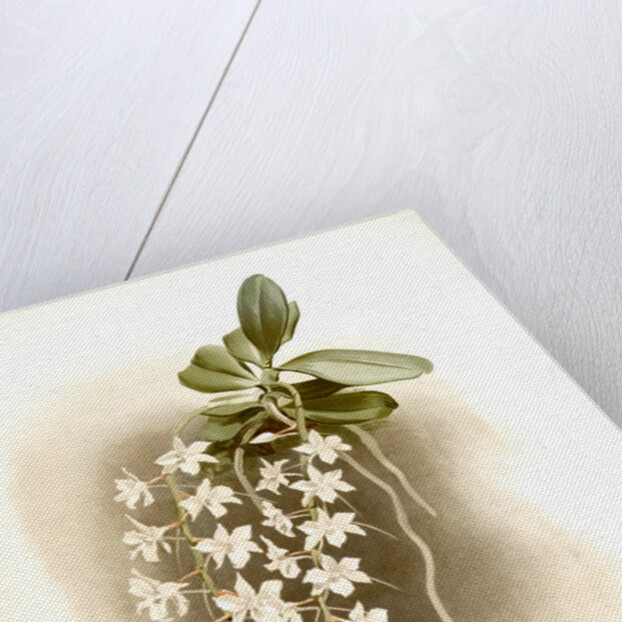 Angraecum articulatum by F. Sander