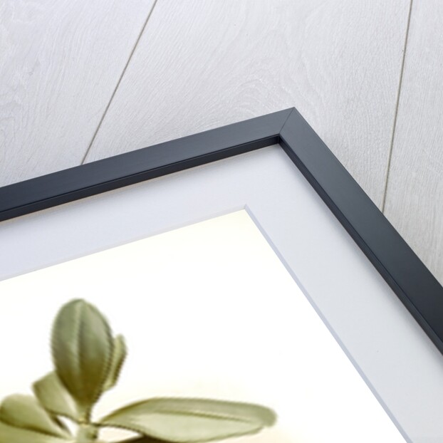 Angraecum articulatum by F. Sander