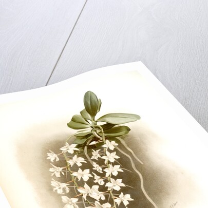 Angraecum articulatum by F. Sander