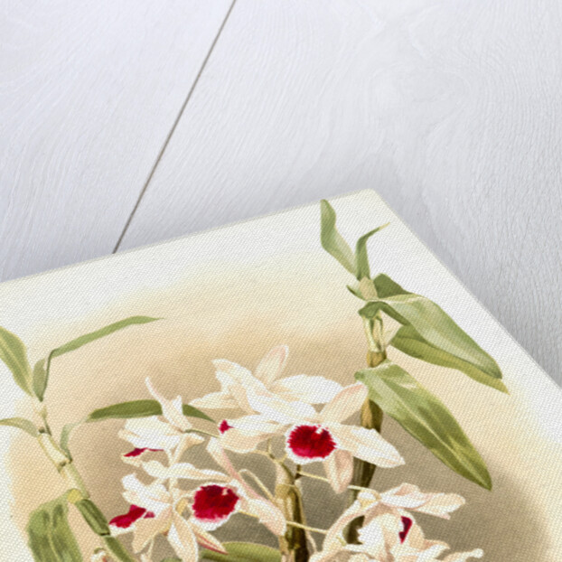 Dendrobium leechianum by F. Sander