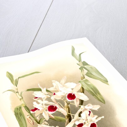 Dendrobium leechianum by F. Sander