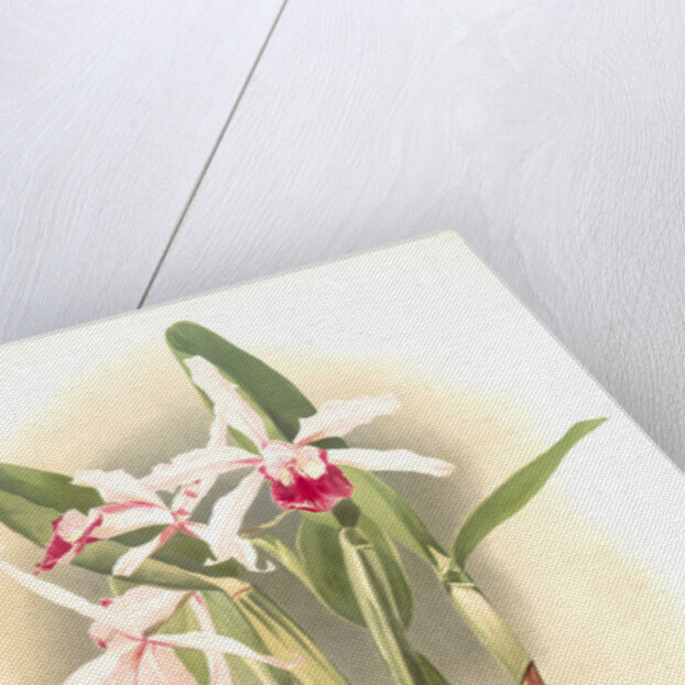 Laelia elegans schilleriana by F. Sander