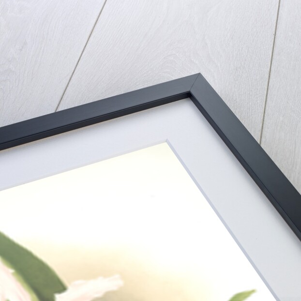 Laelia elegans schilleriana by F. Sander