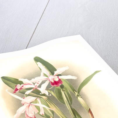 Laelia elegans schilleriana by F. Sander