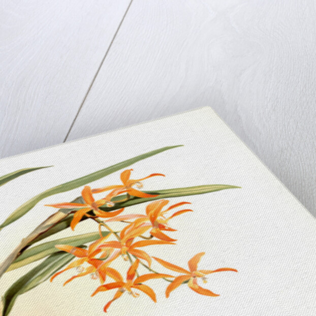 Laella harpophylla by F. Sander