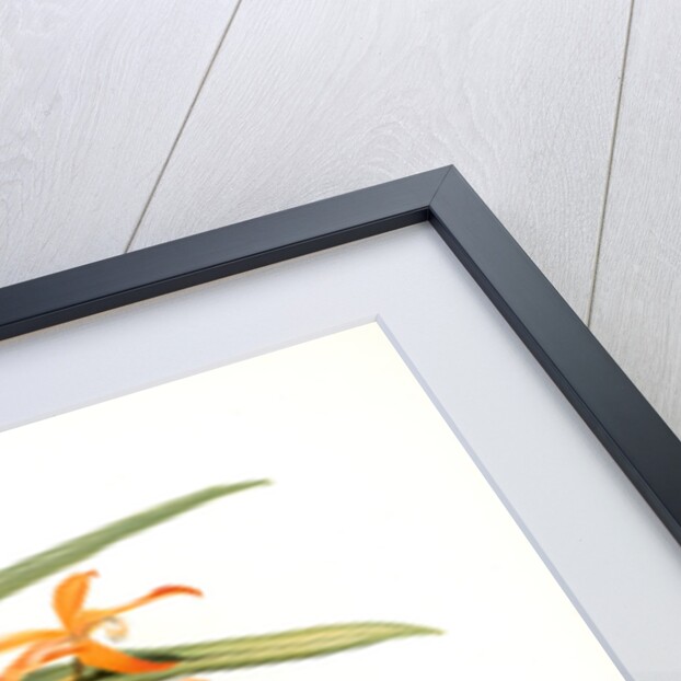 Laella harpophylla by F. Sander