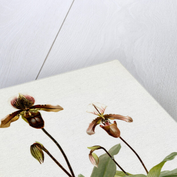 Cypripedium (hybridum) pollettianum; Cypripedium (hybridum) maynardii by F. Sander