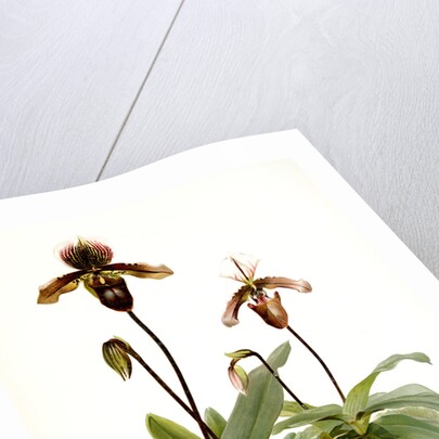 Cypripedium (hybridum) pollettianum; Cypripedium (hybridum) maynardii by F. Sander