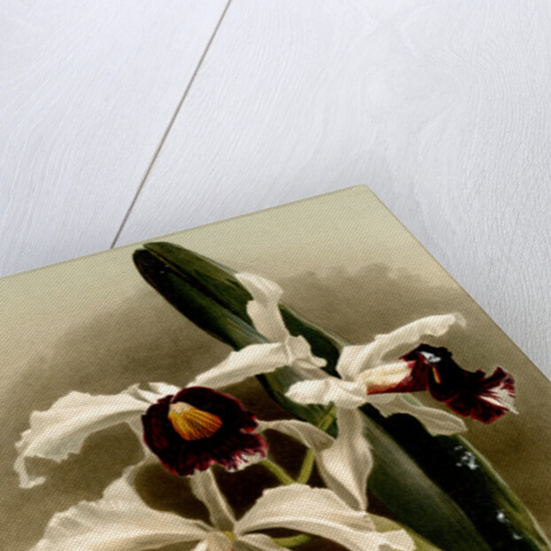 Laelia purpurata by F. Sander