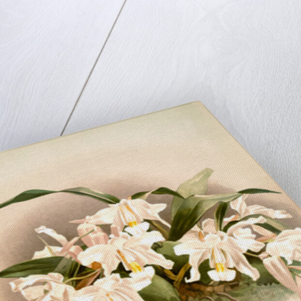 Coelogyne cristata maxima by F. Sander