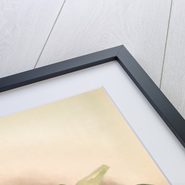 Coelogyne cristata maxima by F. Sander