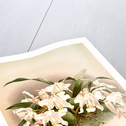 Coelogyne cristata maxima by F. Sander