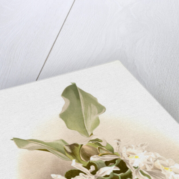 Trischopilia suavis alba by F. Sander