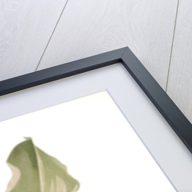 Trischopilia suavis alba by F. Sander