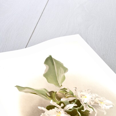 Trischopilia suavis alba by F. Sander