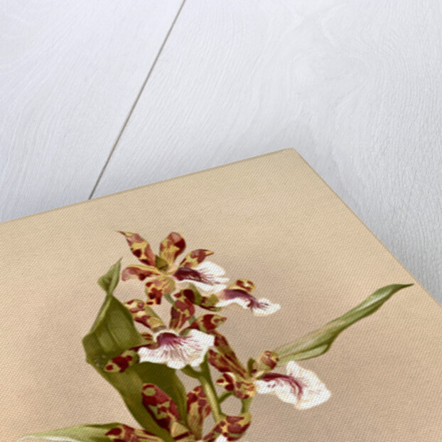 Zygopetalum crinitum by F. Sander