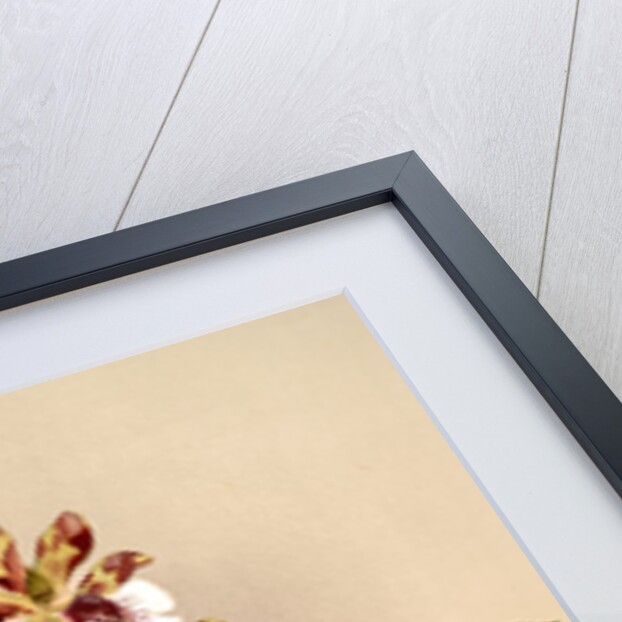 Zygopetalum crinitum by F. Sander