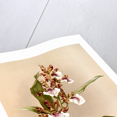 Zygopetalum crinitum by F. Sander