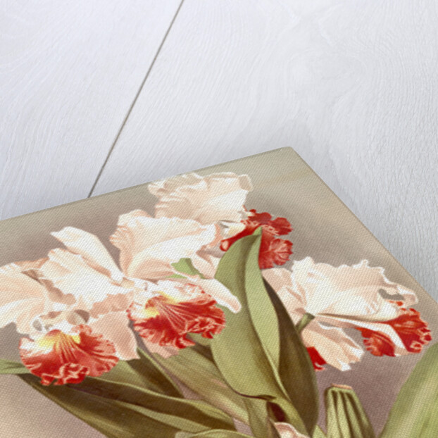 Cattleya Mendelli, Duke of Marlborough by F. Sander