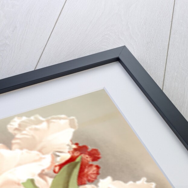 Cattleya Mendelli, Duke of Marlborough by F. Sander