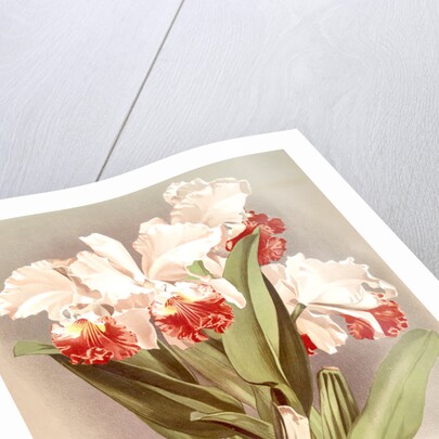 Cattleya Mendelli, Duke of Marlborough by F. Sander