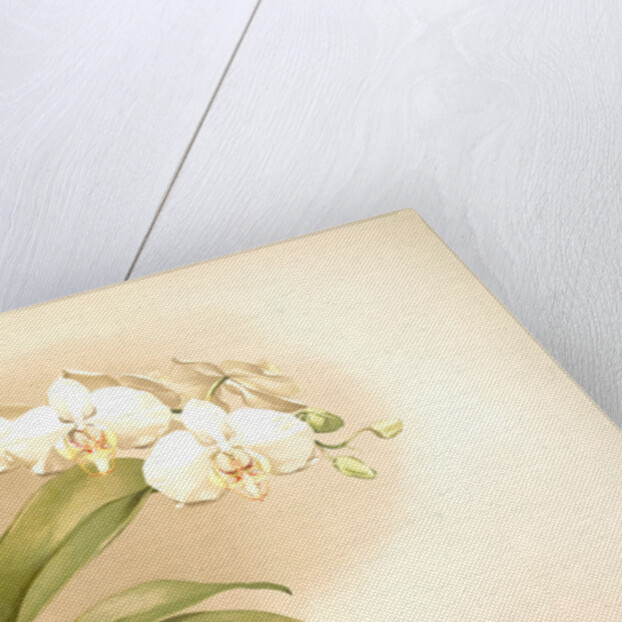 Phalaenopsis grandiflora aurea by F. Sander