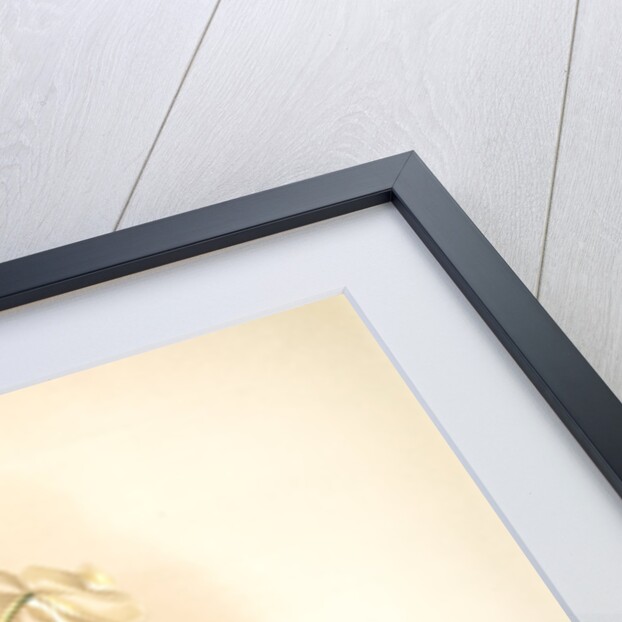 Phalaenopsis grandiflora aurea by F. Sander