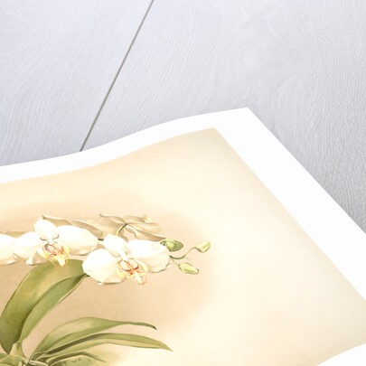 Phalaenopsis grandiflora aurea by F. Sander