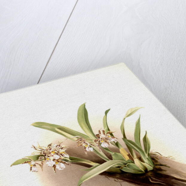 Odontoglossum blandum by F. Sander