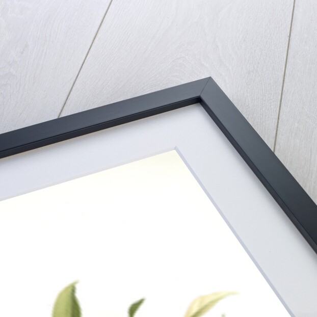 Odontoglossum blandum by F. Sander