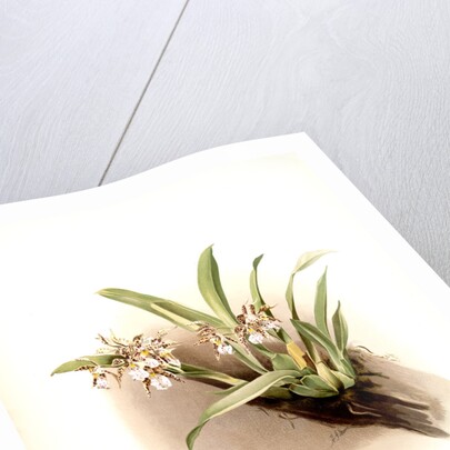 Odontoglossum blandum by F. Sander