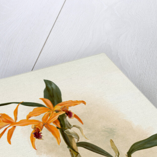 Laelio-cattleya (hybrida) phoebe by F. Sander