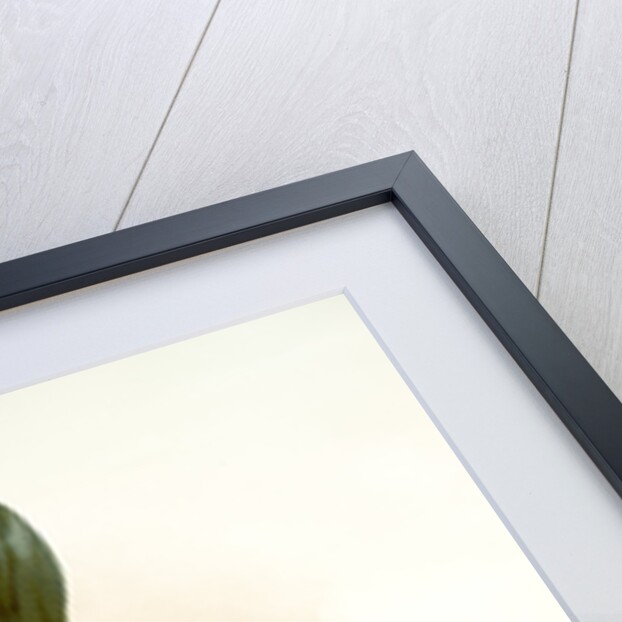 Laelio-cattleya (hybrida) phoebe by F. Sander