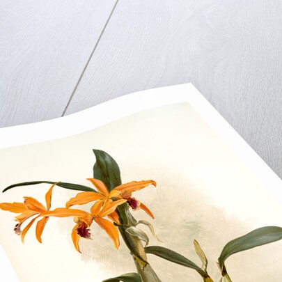 Laelio-cattleya (hybrida) phoebe by F. Sander