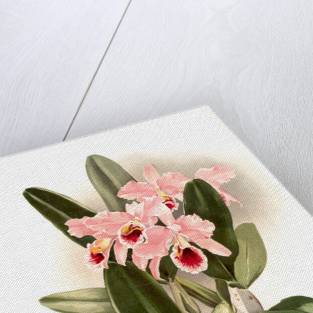 Cattleya Percivaliana by F. Sander