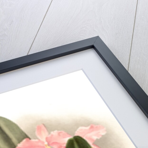 Cattleya Percivaliana by F. Sander