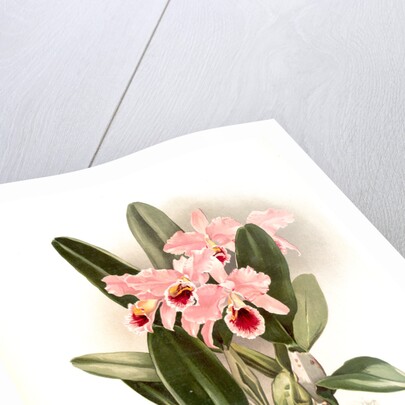 Cattleya Percivaliana by F. Sander