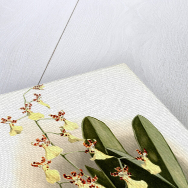 Oncidium splendidum by F. Sander