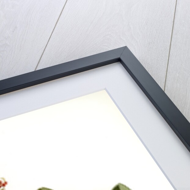 Oncidium splendidum by F. Sander