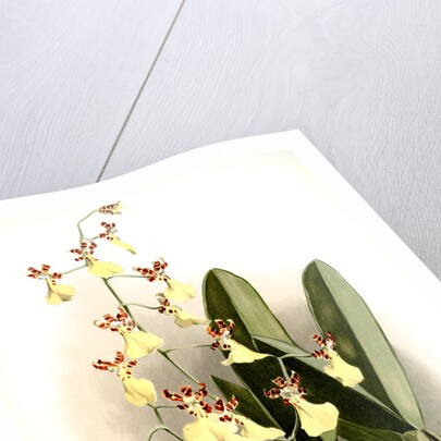 Oncidium splendidum by F. Sander