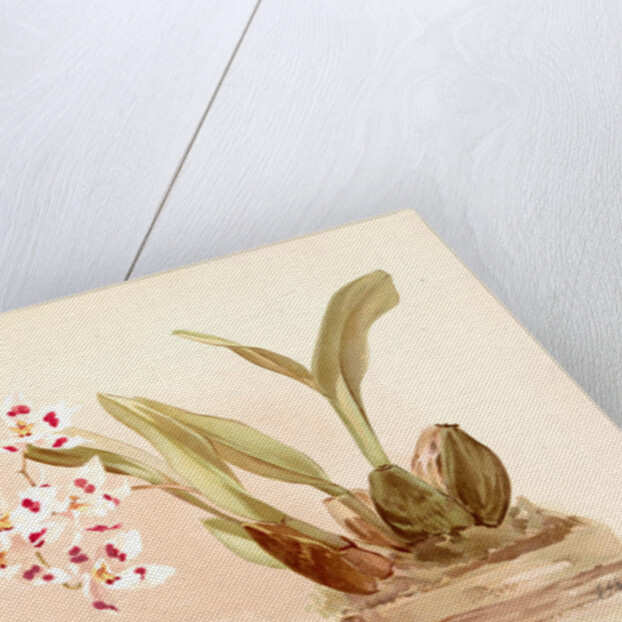 Odontoglossum pescatorei by F. Sander