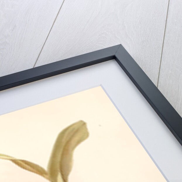 Odontoglossum pescatorei by F. Sander